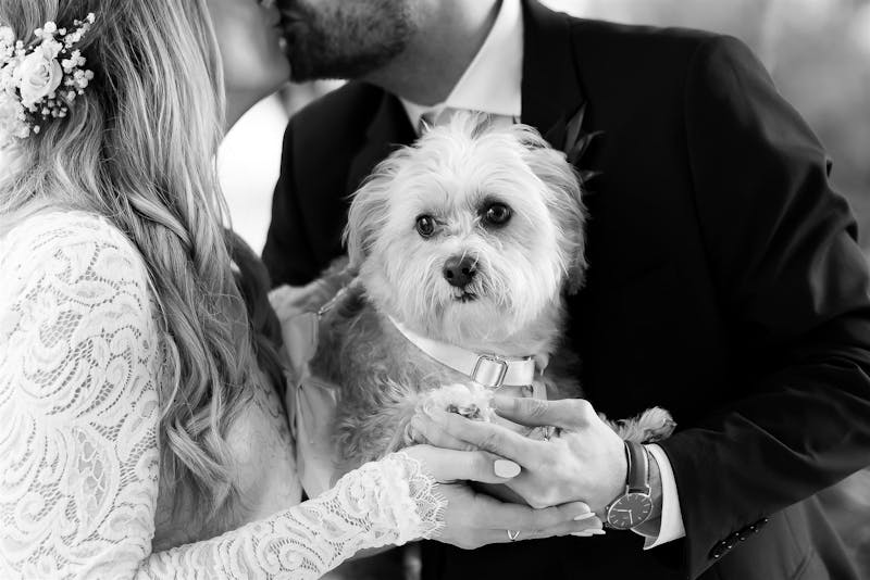 wedding dog photo ideas