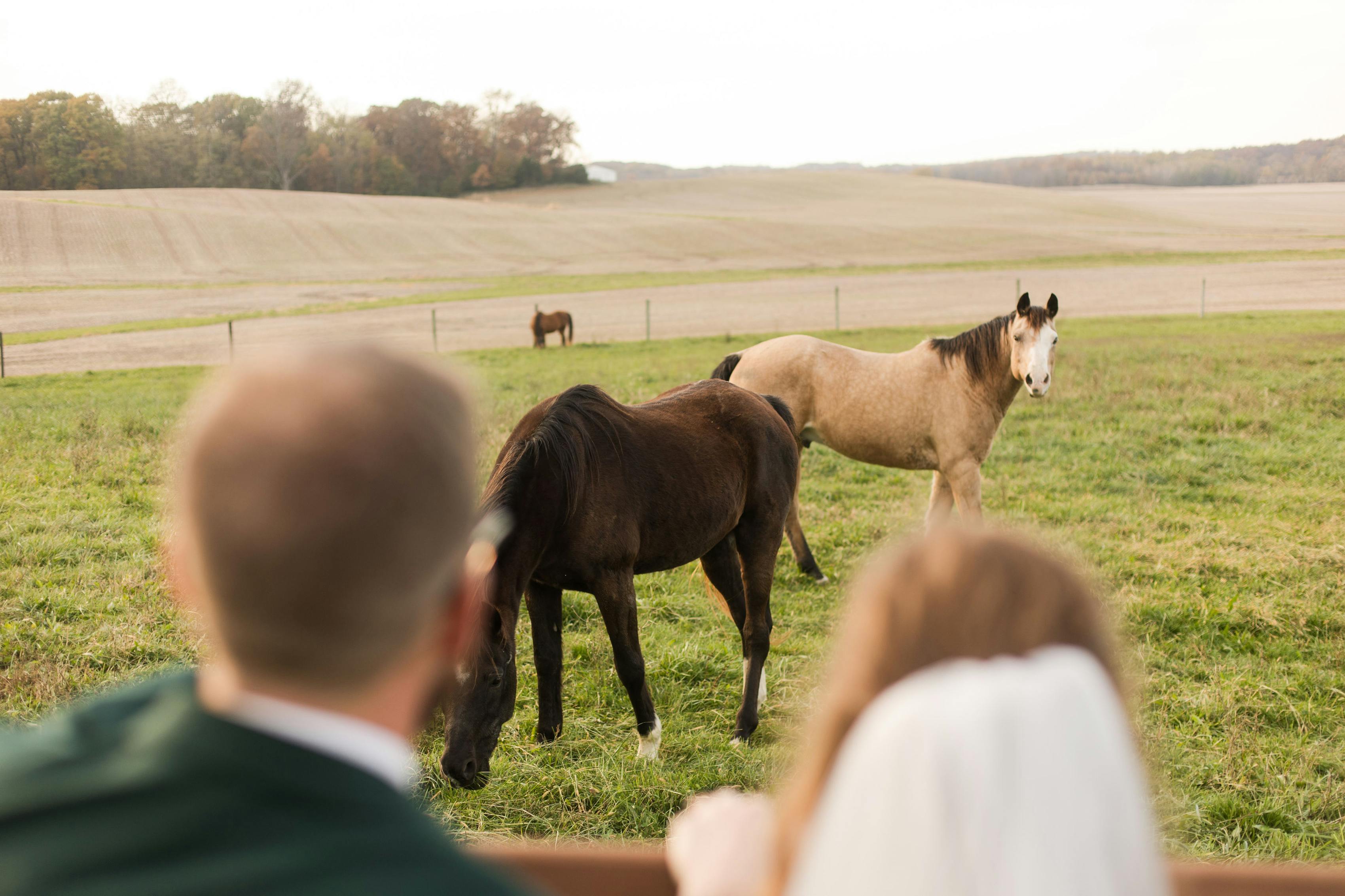 Farm wedding weekend with bride and groom watching horses