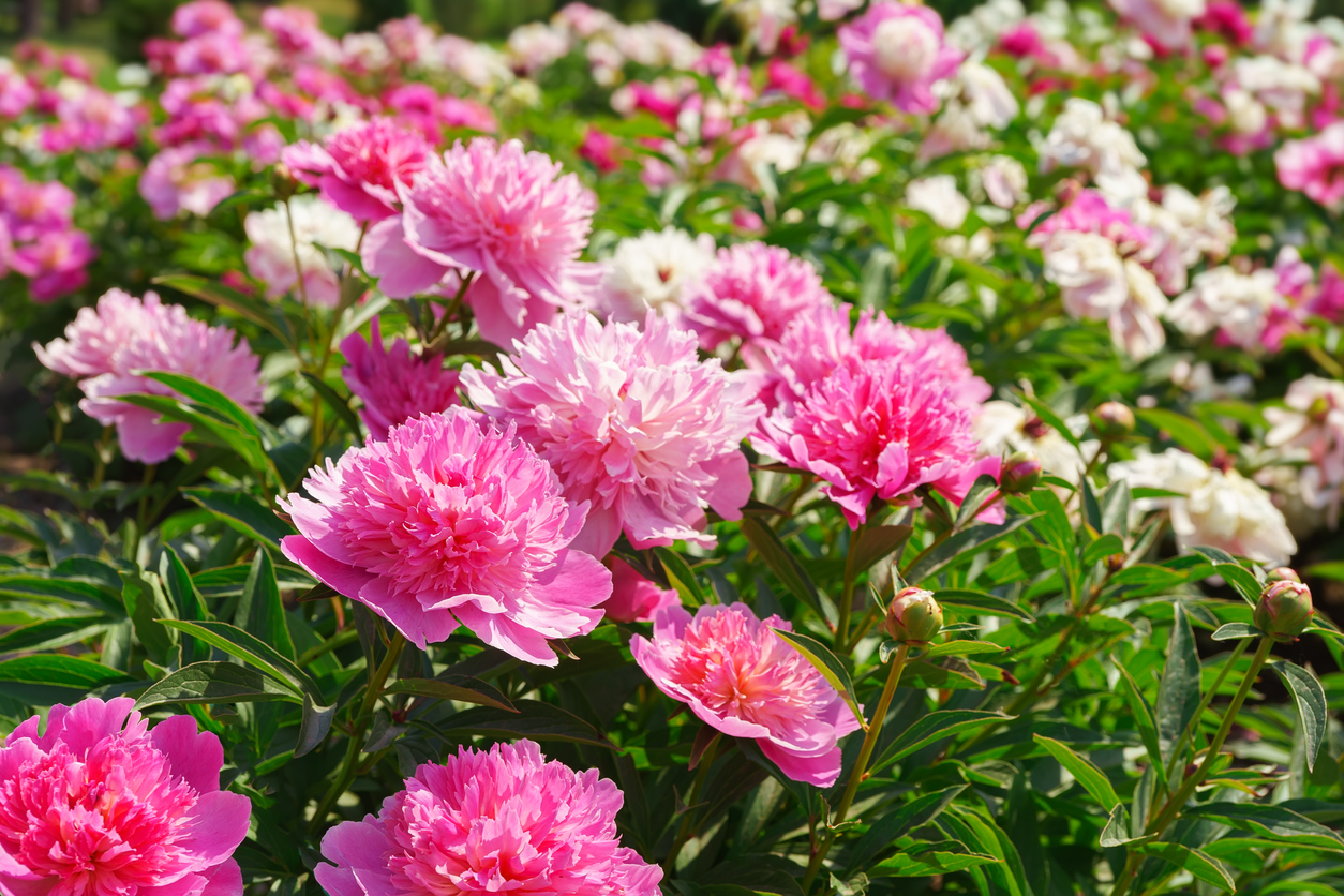 Closeup of peonies in a field.