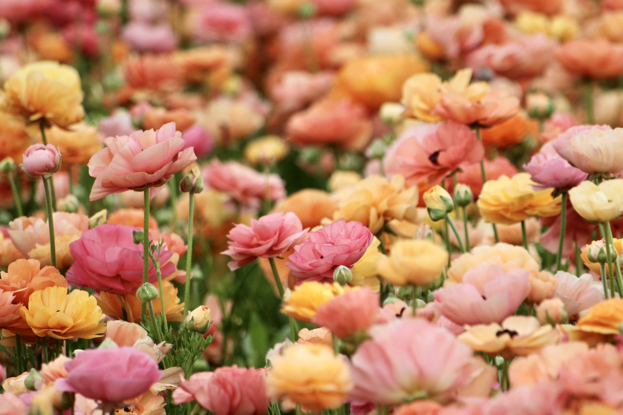 A field of different colored pastel ranunculus.