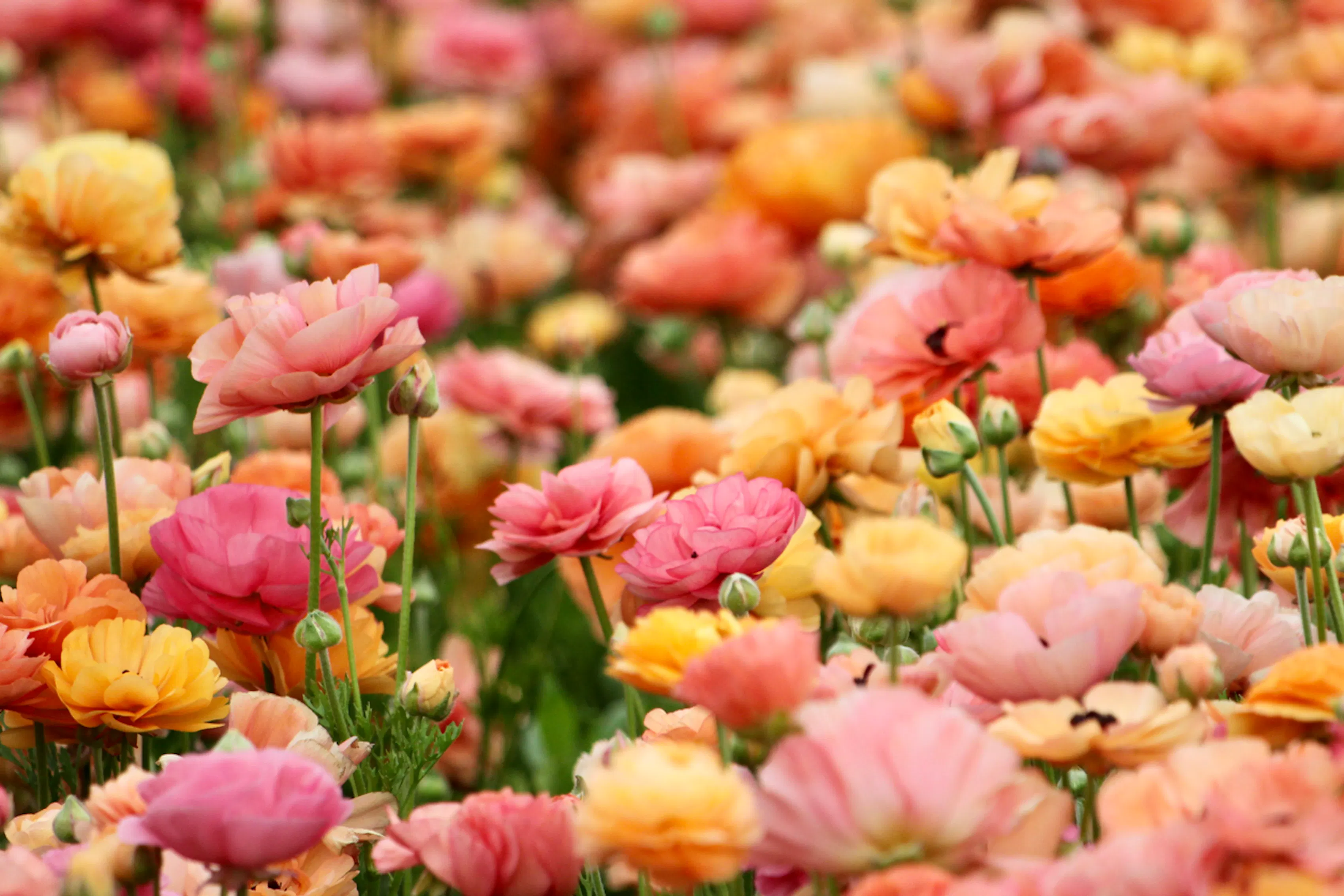 A field of different colored pastel ranunculus.
