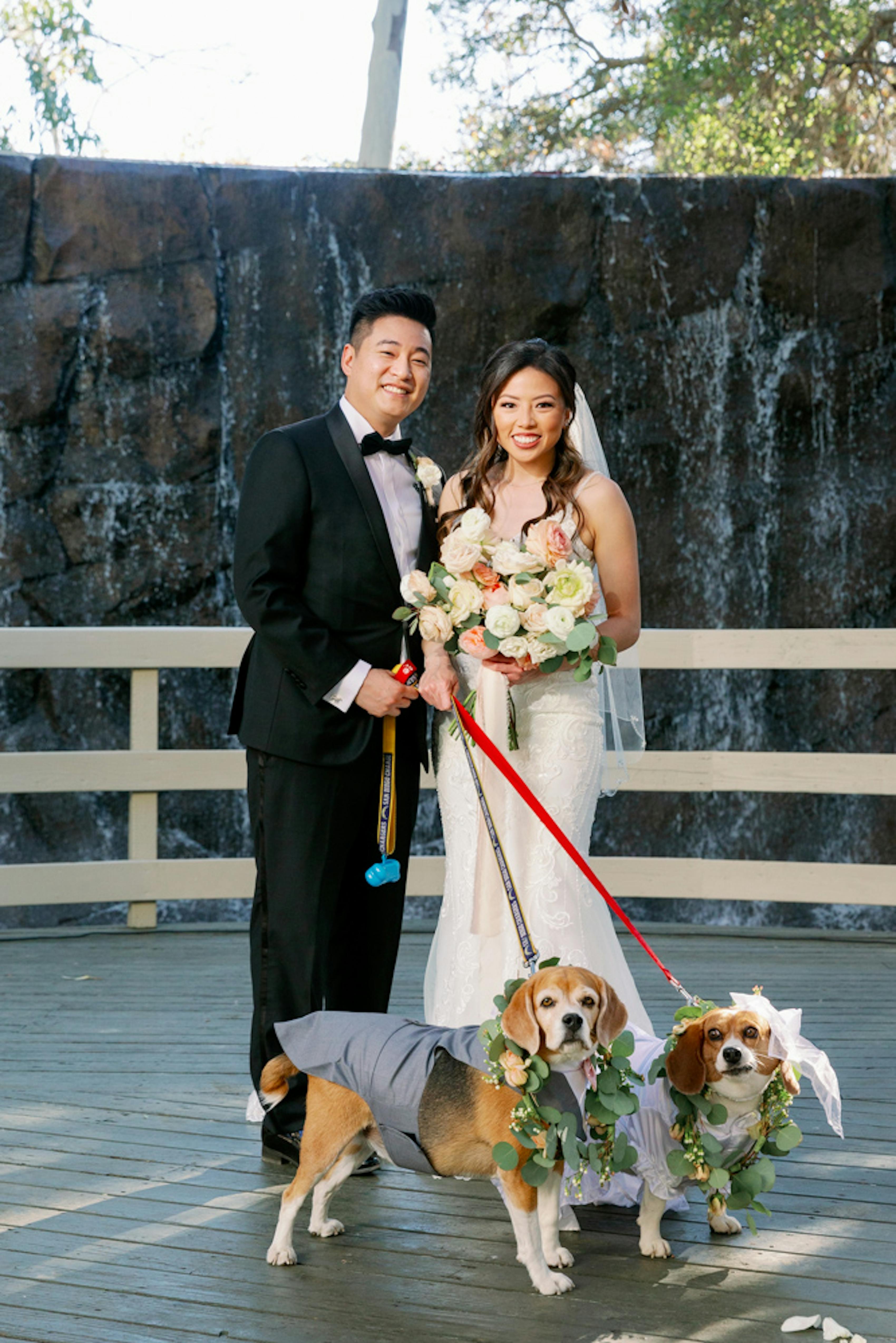wedding dogs 