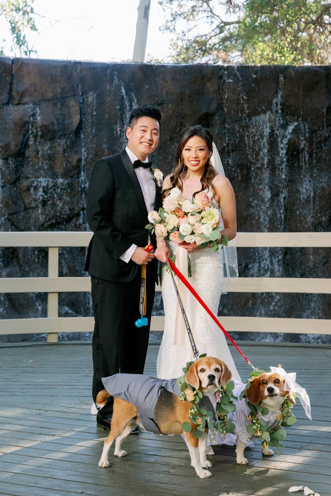 wedding dogs 