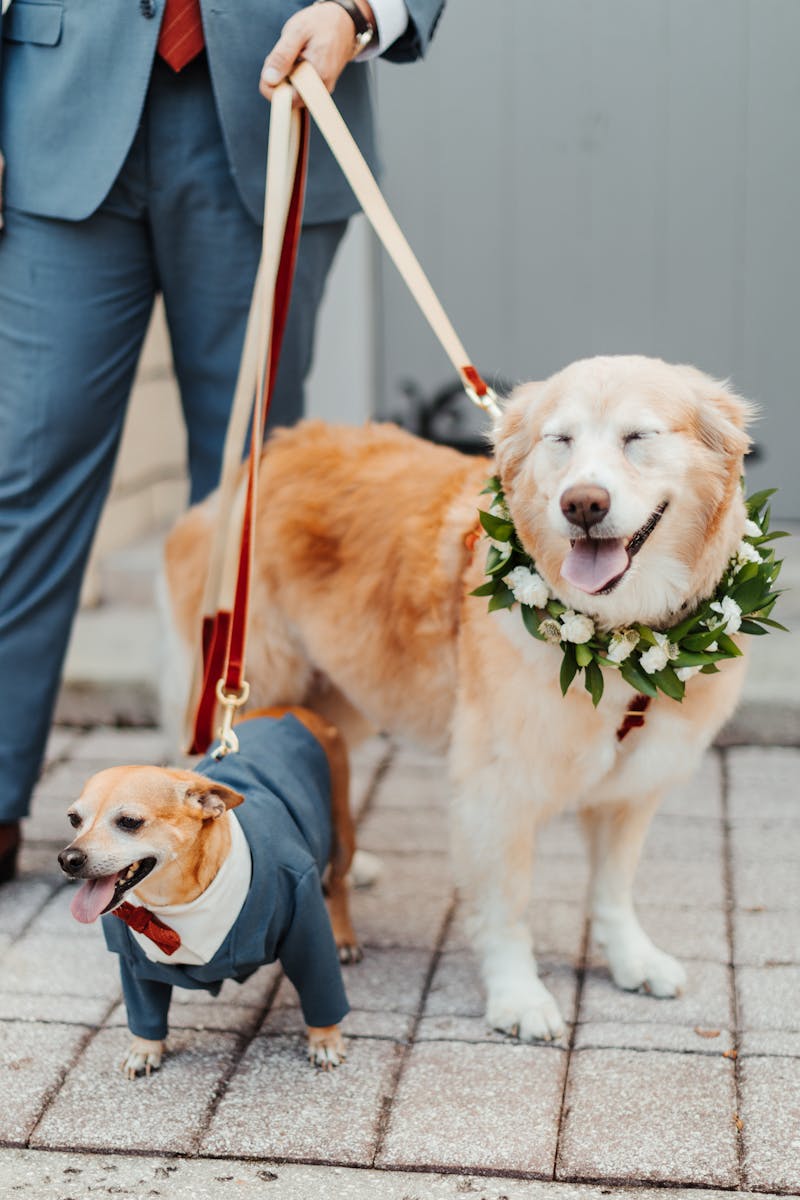 wedding dogs