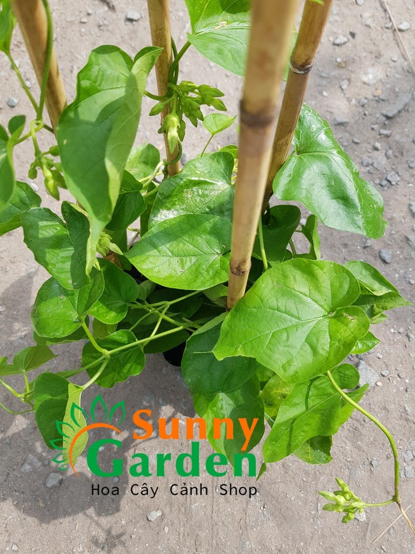 Cây Hoa Thiên Lý | Sunny Garden - Hoa Cây Cảnh Shop Cây Hoa Thiên Lý | Sunny Garden - Hoa Cây Cảnh Shop