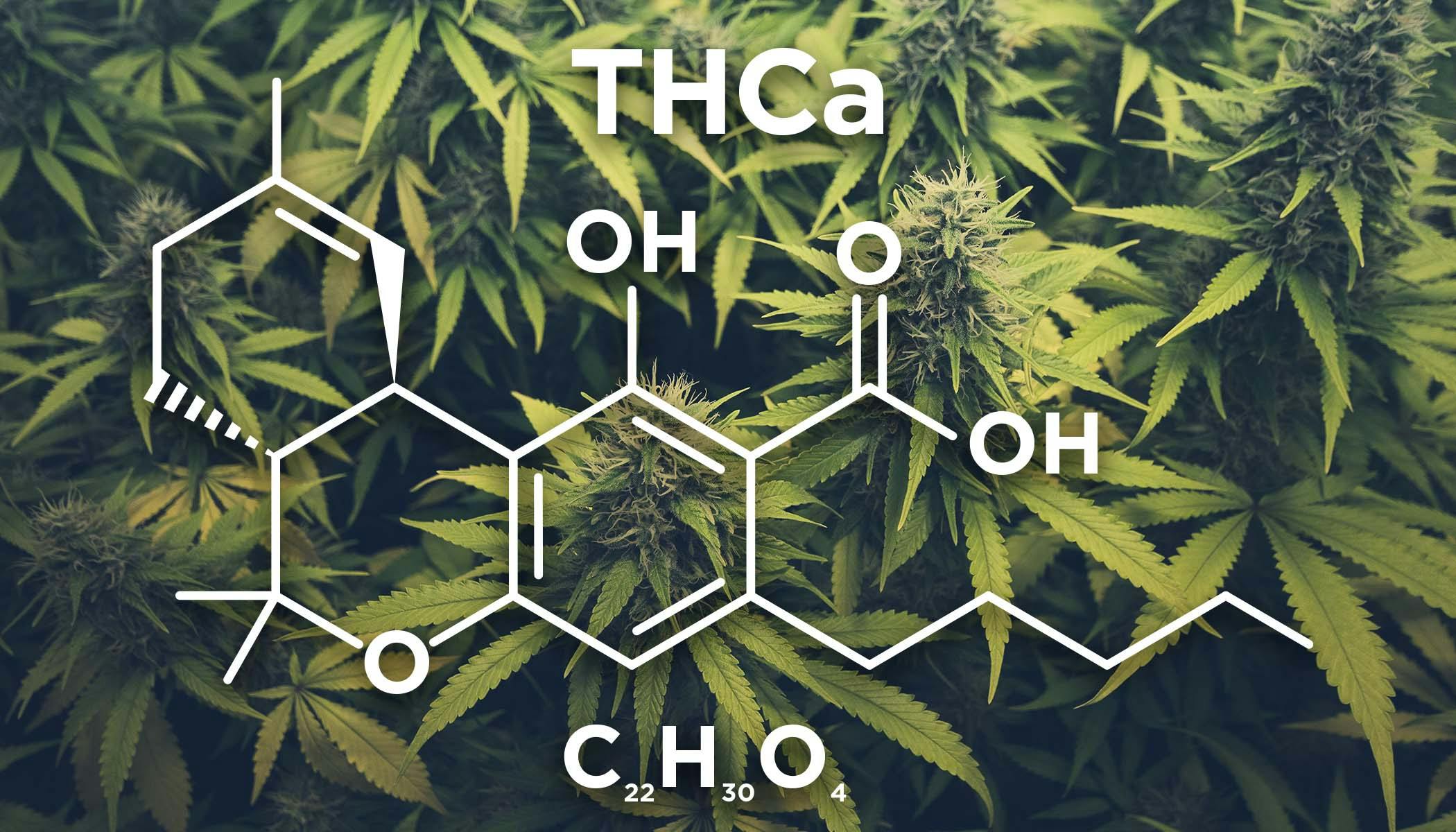 What is THCa? | Sunnyside Cannabis Dispensaries