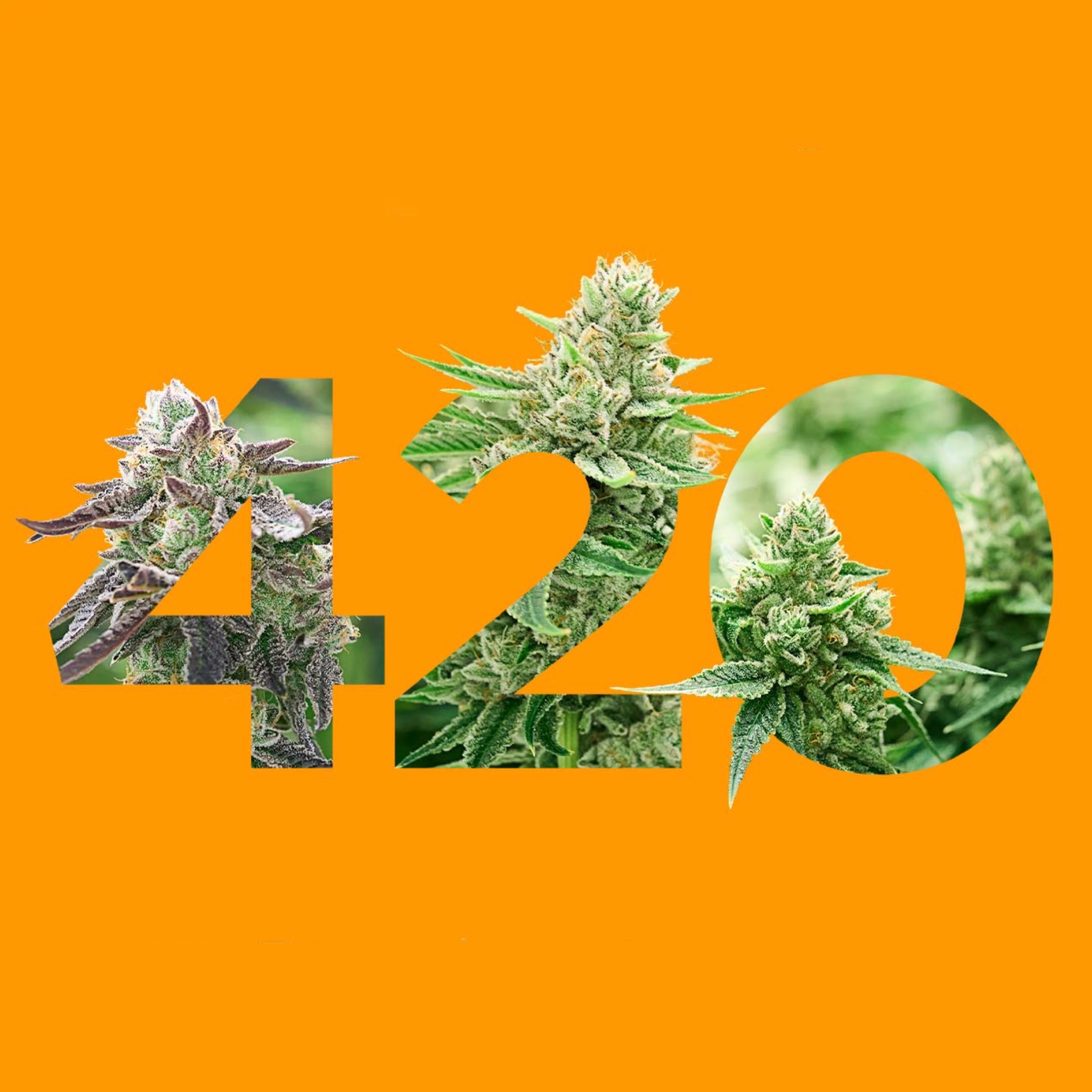 What Is 420? | Sunnyside Medical And Recreational Cannabis Dispensaries