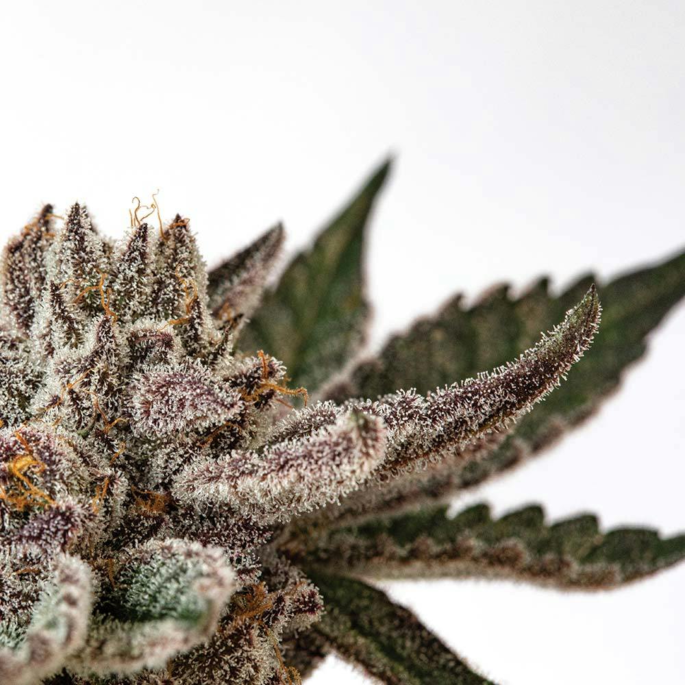 View Certificate of Analysis Sunnyside Cannabis Dispensaries Florida