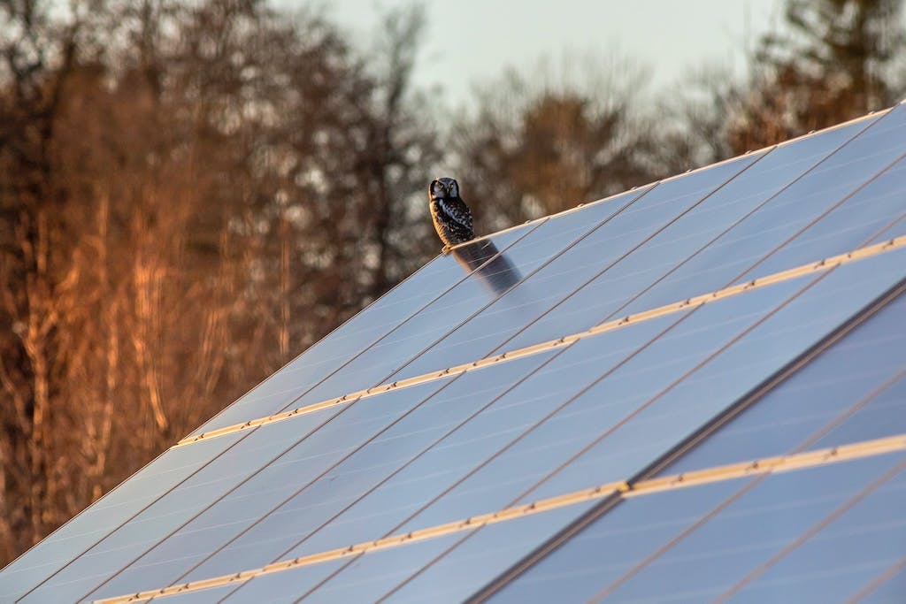 An owl perched on an array of black solar panels, woodland in the background