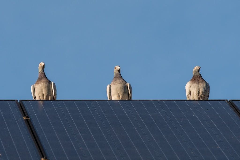 Three pigeons sitting in line on top of a rooftop array of solar panels, blue sky behind them