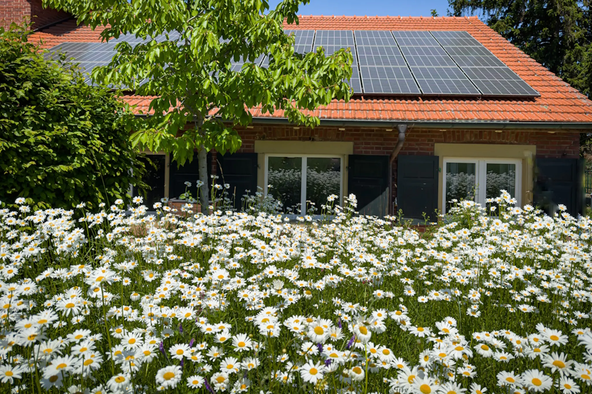 white flowers in a garden, in front of house with orange roof and black solar panels