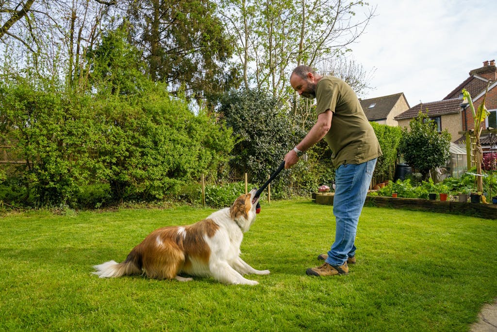 Man holding a dog toy that a good dog is trying to take from him, in a grassy garden with trees and neighbouring houses in the background