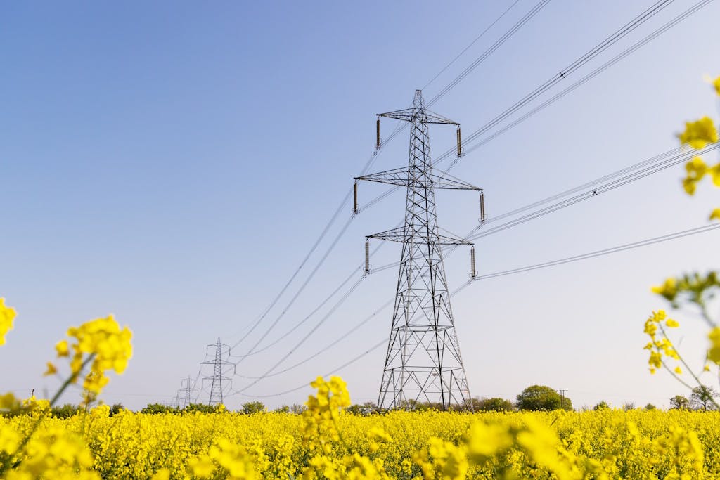 Electricity pylons in a field of yellow flowers in full bloom on a sunny day, under a blue sky. Photo taken in Hertfordshire, UK