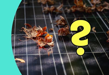 Brown leaves scattered on the surface of a black solar panel, dappled sunlight, yellow question mark on the right hand side