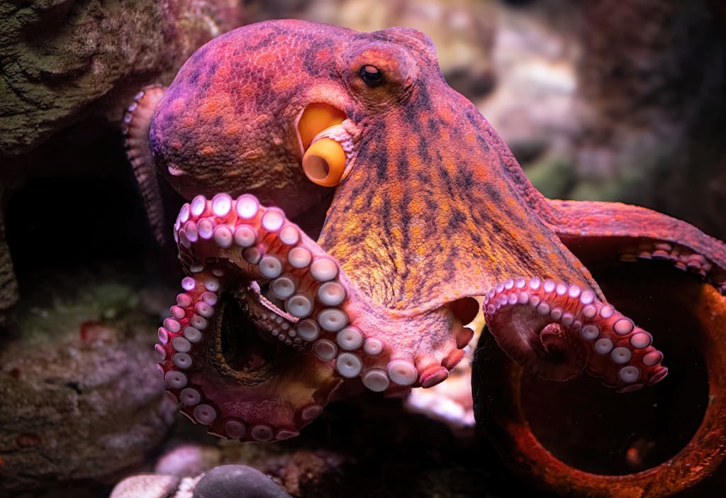a pink-orange octopus in its natural habitat