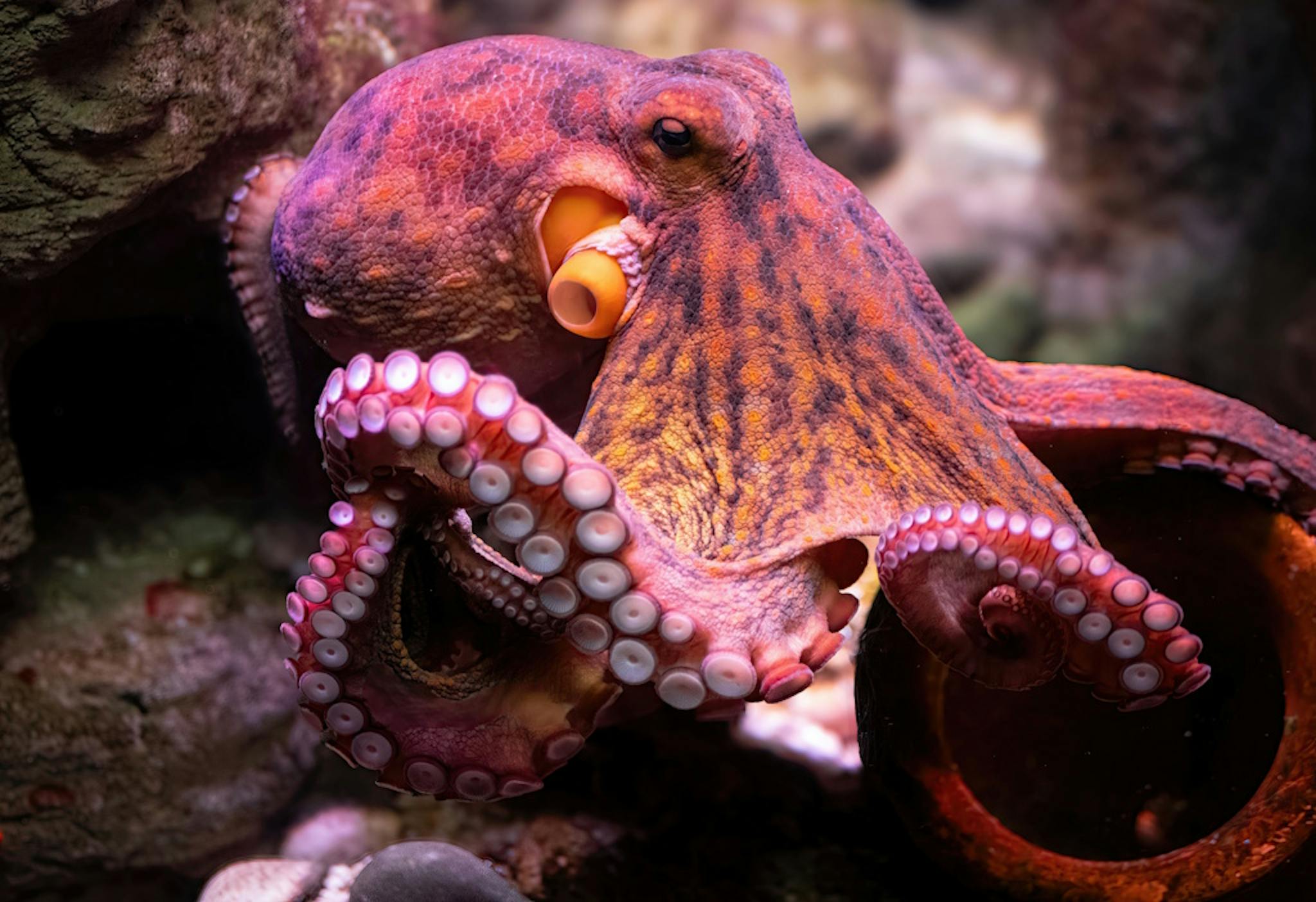 a pink-orange octopus in its natural habitat