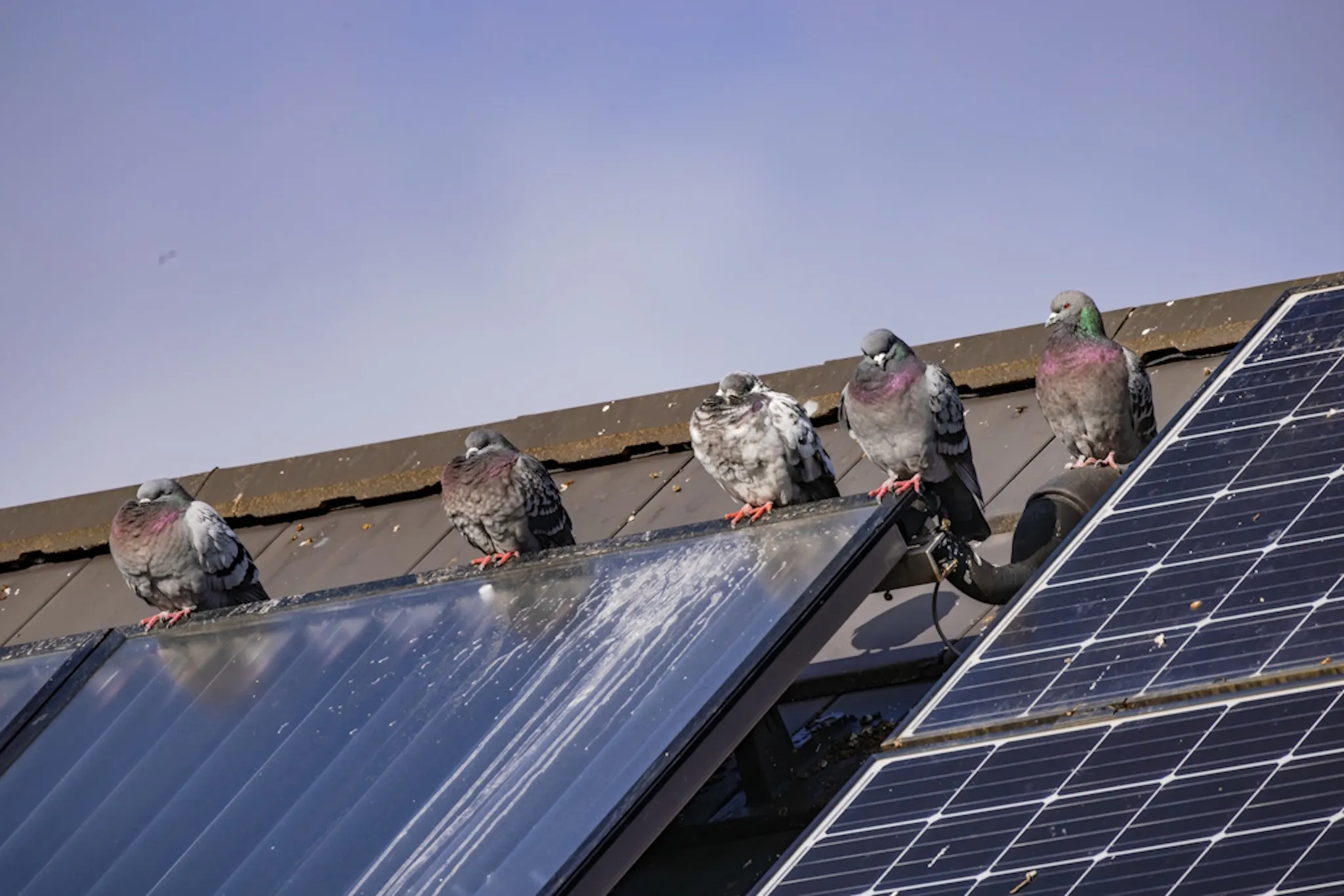 pigeons on a solar panel with pigeon poo on it