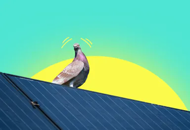 a pigeon on a solar panel system, against a yellow representation of a sun and an aquamarine background