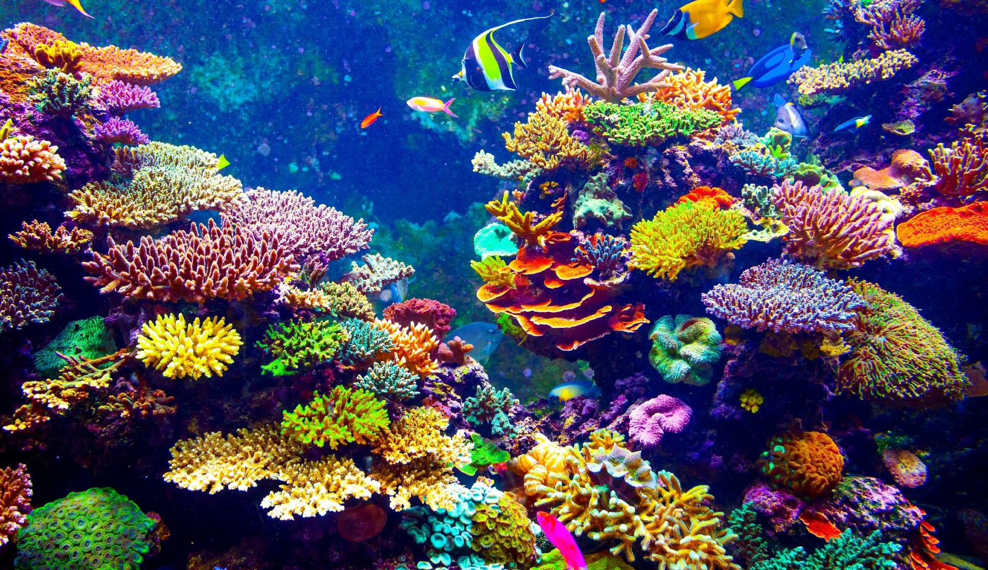Biodiversitet og livet i havet – Costa Cruises