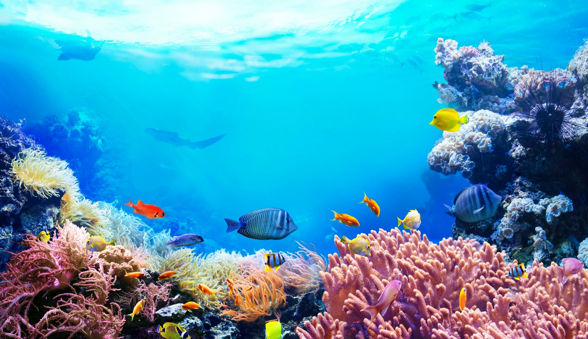 Biodiversitet og livet i havet – Norwegian Cruise line