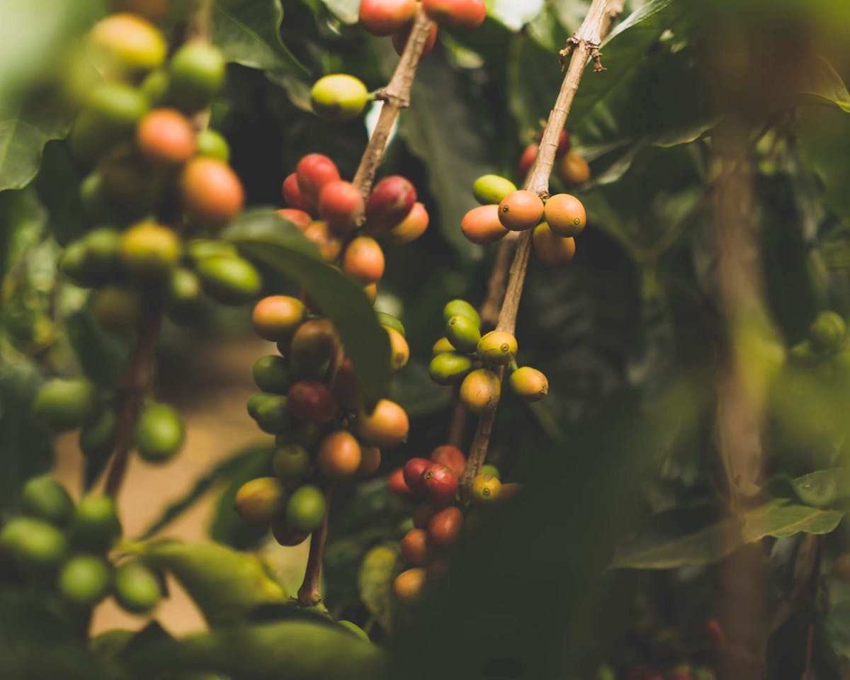 Where Does Caffeine Come From? Plants – And Also Factories | Super Coffee
