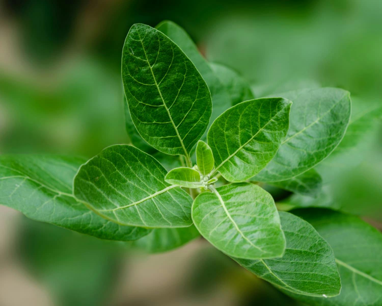 Ashwagandha plant