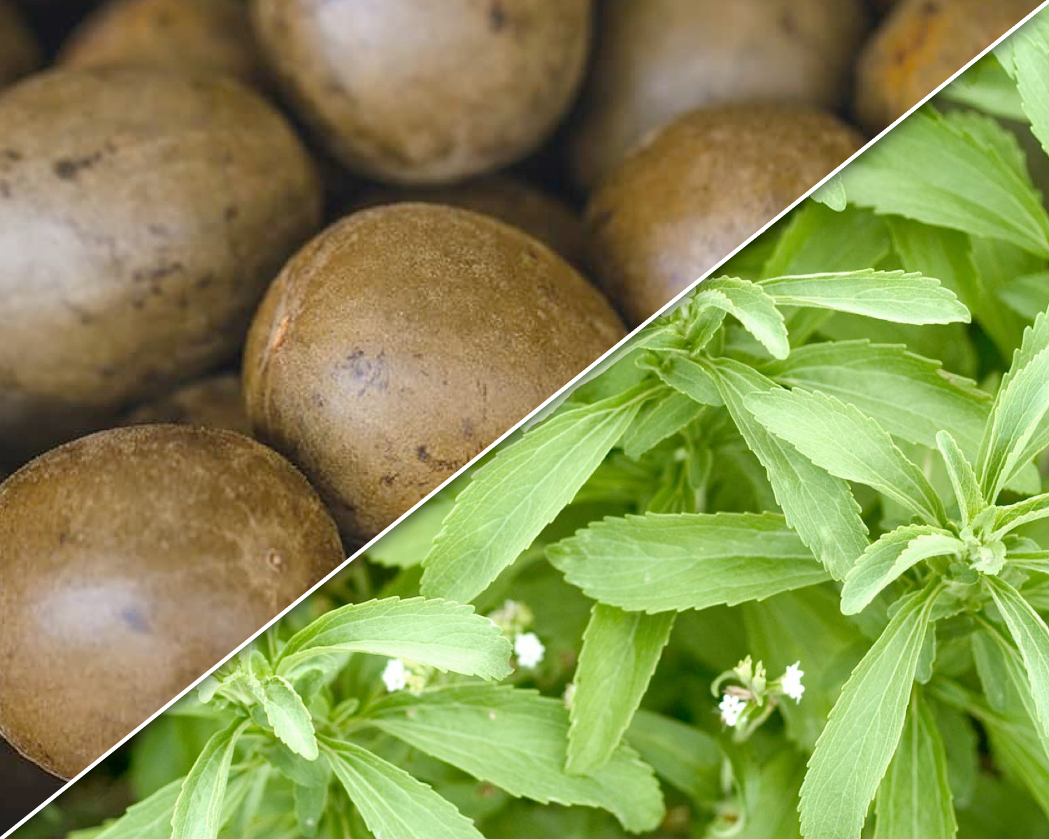 Monk Fruit Vs Stevia vlr.eng.br