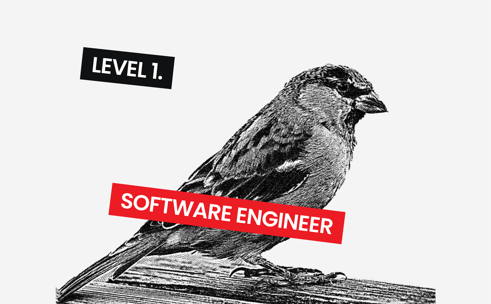 Software engineer.