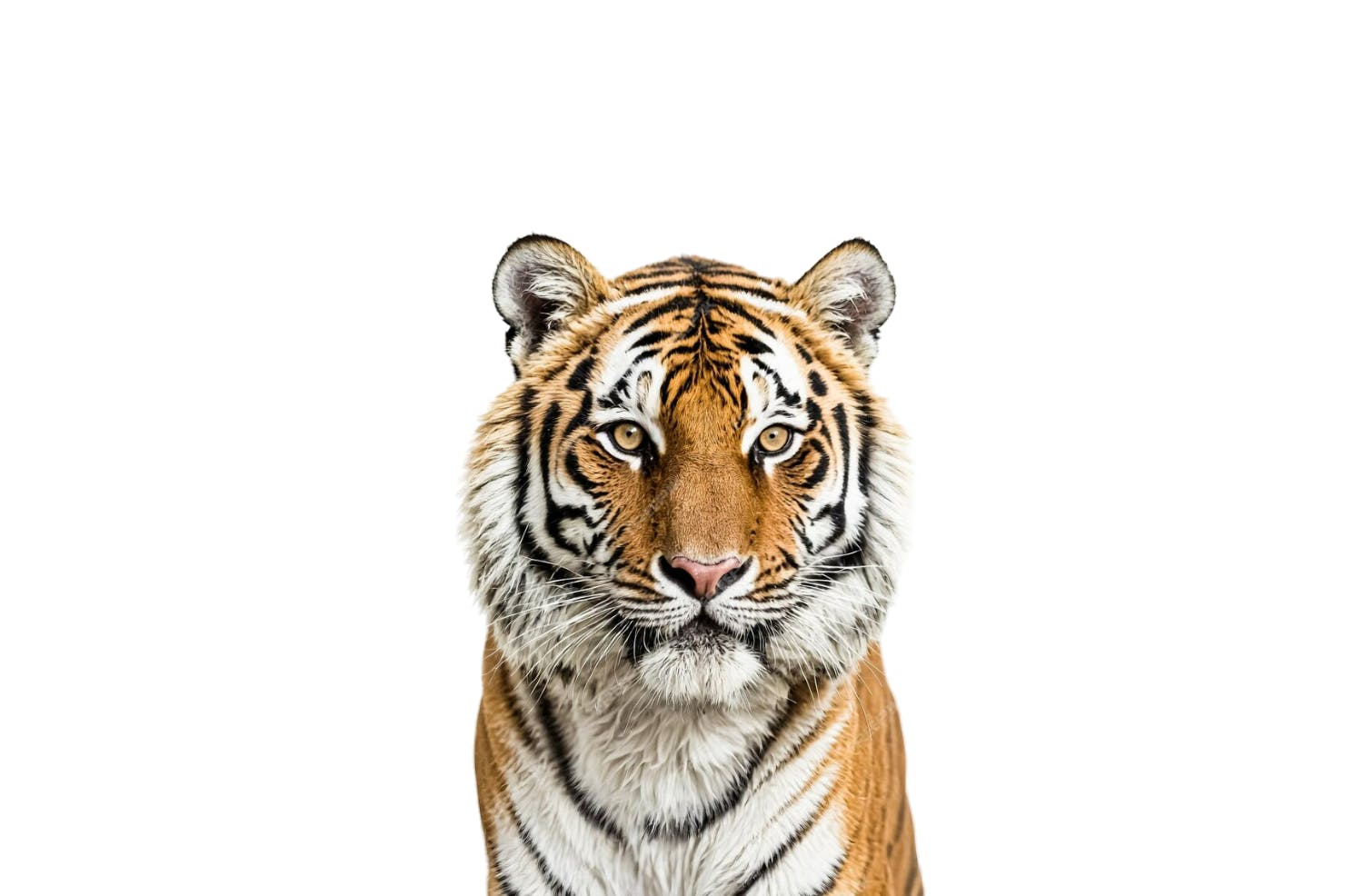 Tiger.