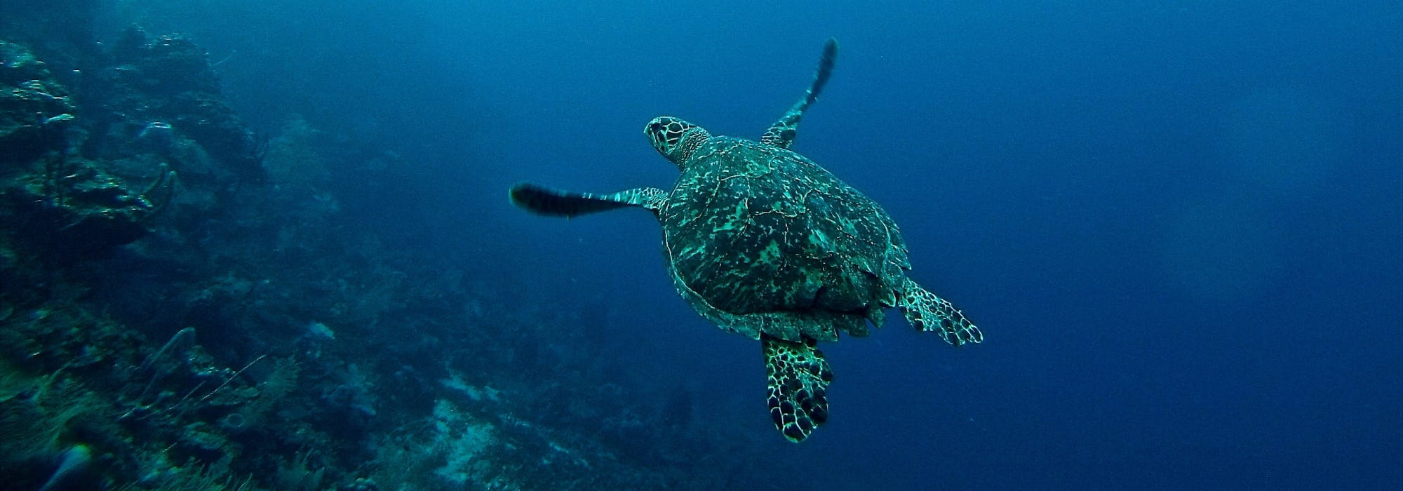 En sköldpadda glider fram under vattnet till höger om ett korallrev.