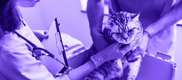 Beneficios del cuidado de mascotas - Sur One