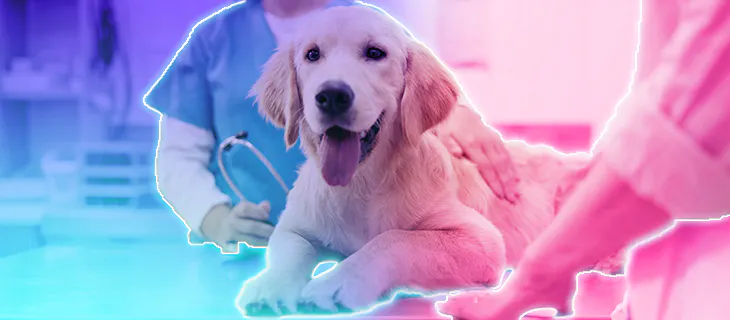 La importancia de un seguro para mascotas y cómo puede ayudarte