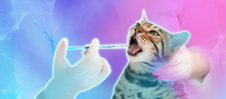El arte de cuidar a tu gato con paciencia y seguridad