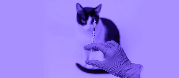 El arte de cuidar a tu gato con paciencia y seguridad