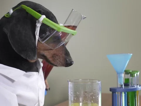 A dog conducting a scientific experiment
