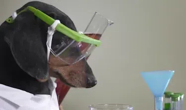 A dog conducting a scientific experiment