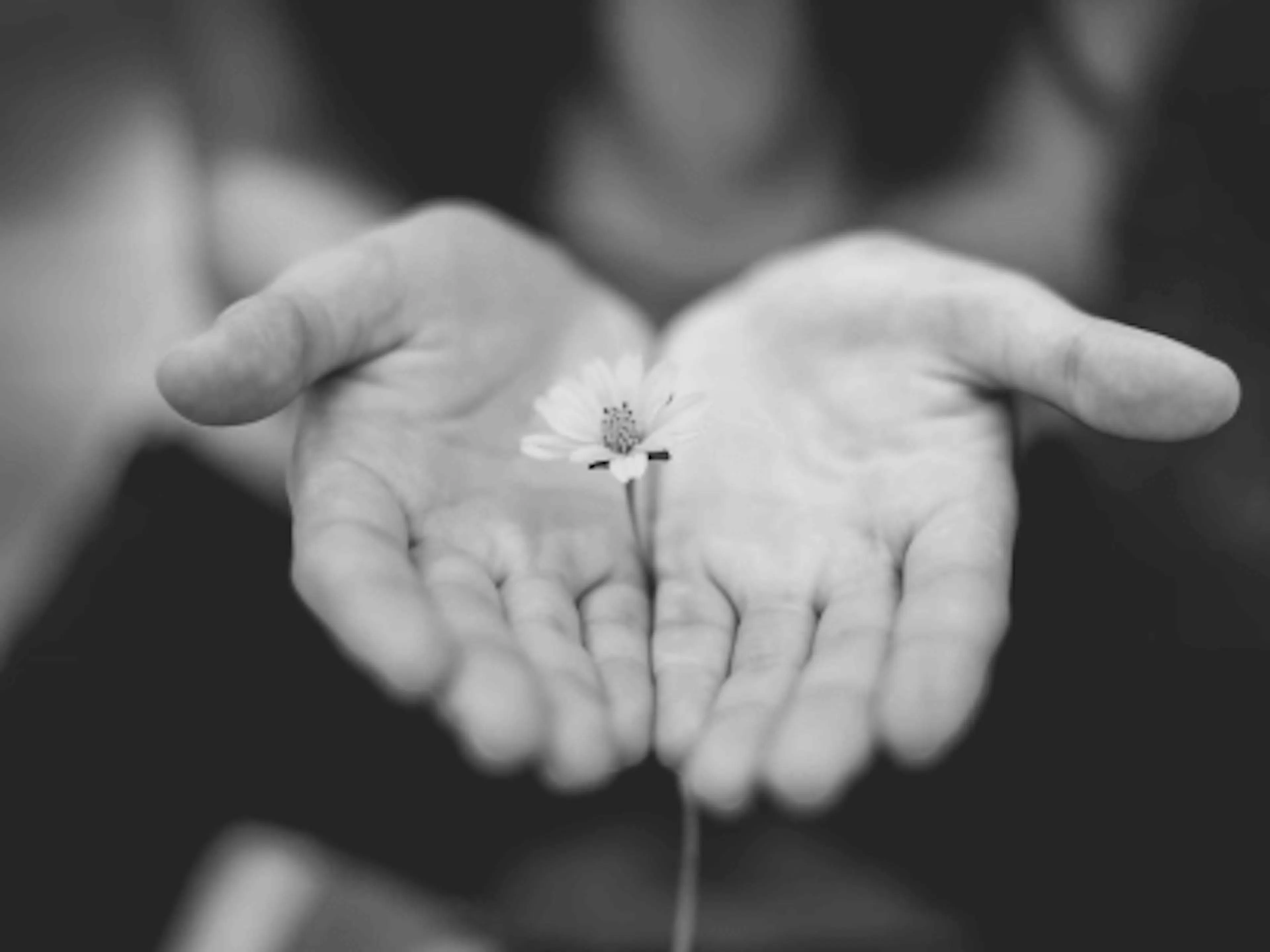 Geöffnete Hände hinter einer kleinen Blume