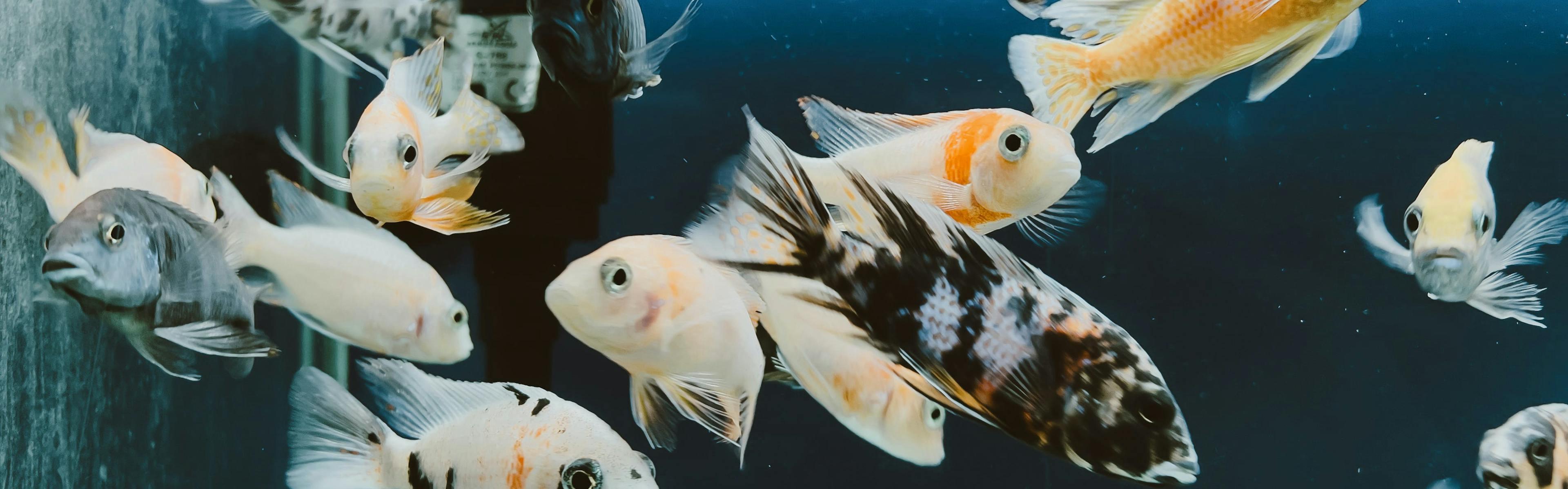 Variety of fishes with different colors and shapes