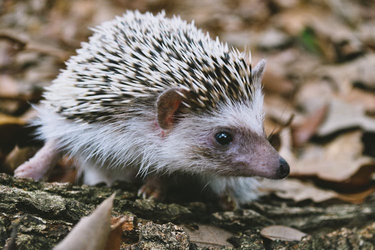A photo of a light grey hedgehog.