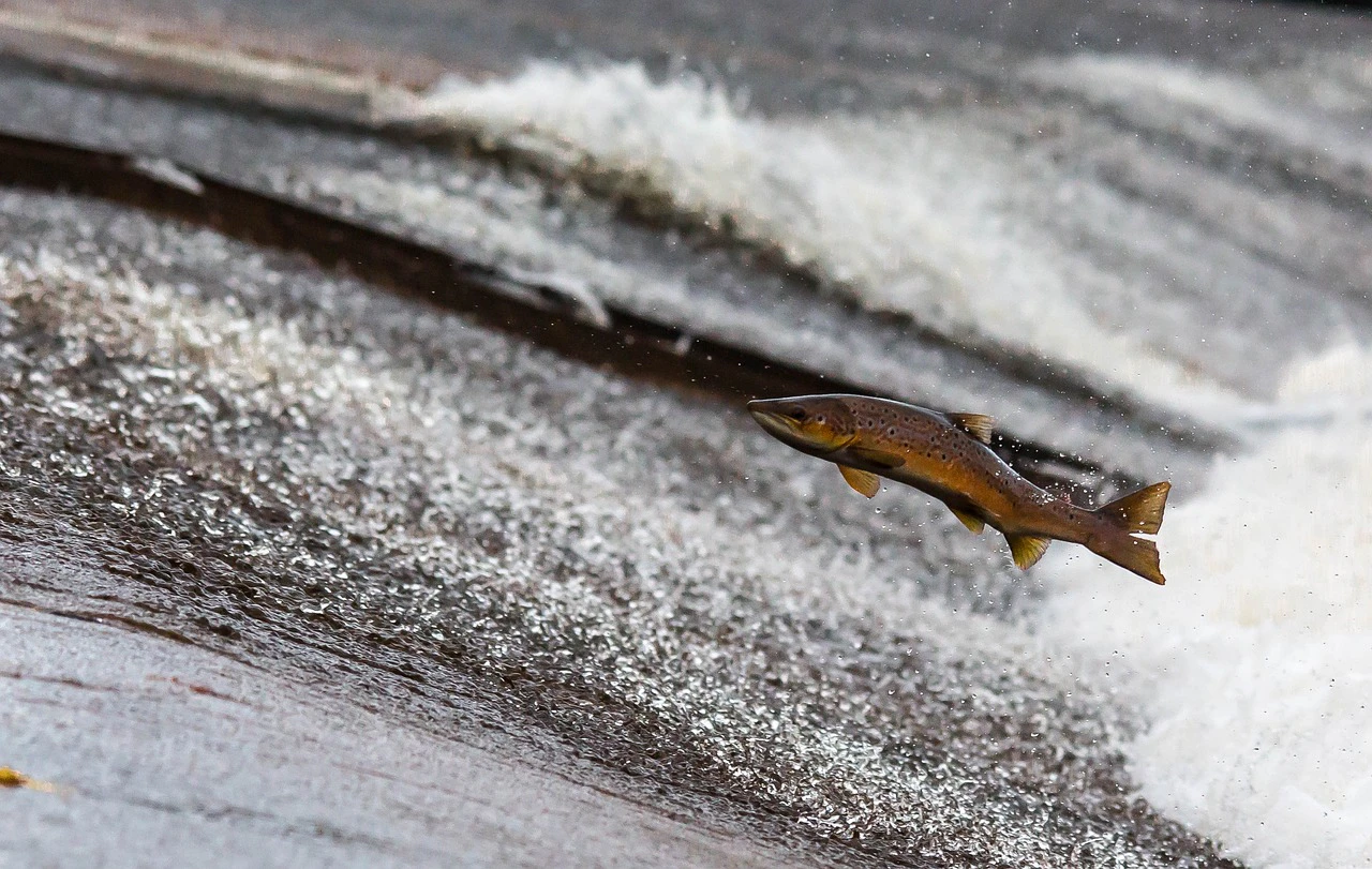 Salmon Fish Jump