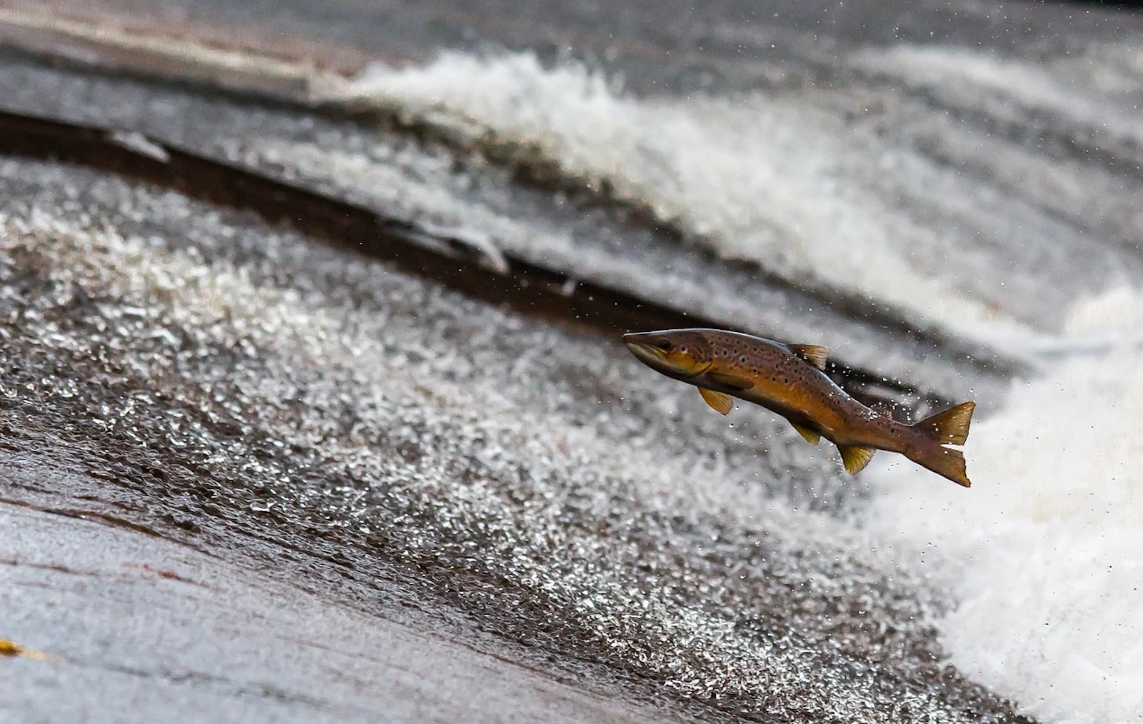 Salmon Fish Jump