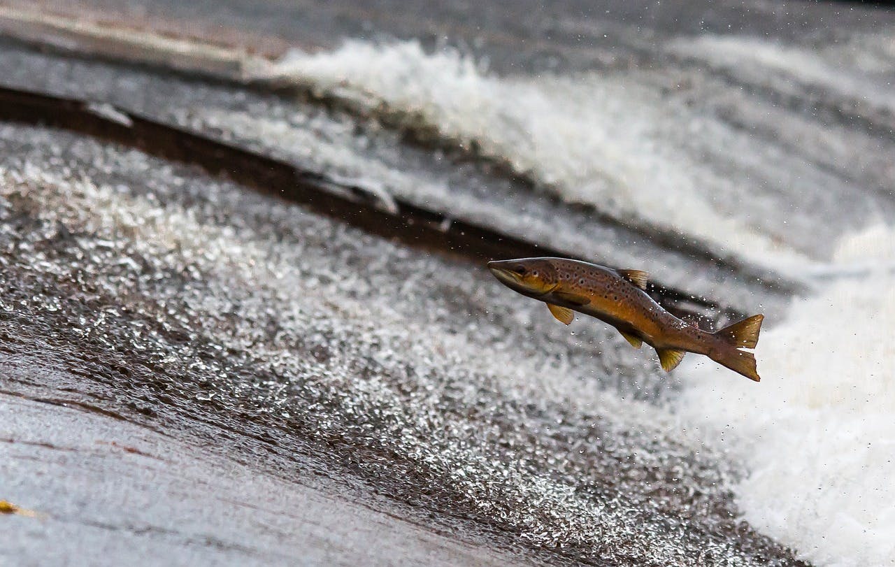 Salmon Fish Jump