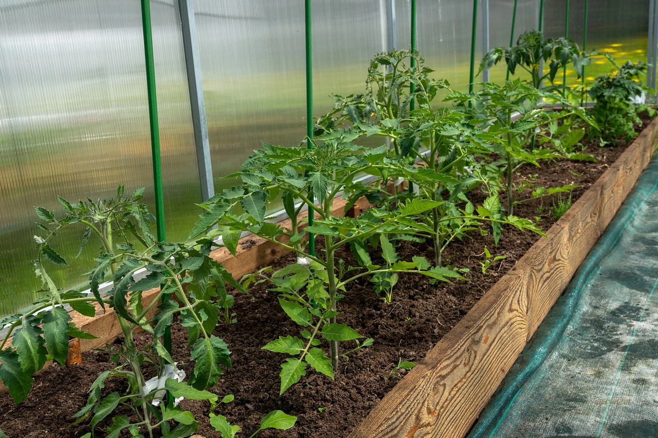 Greenhouse production