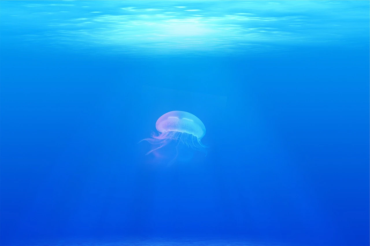 Jellyfish 