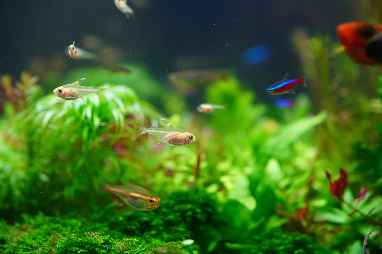 Aquaculture