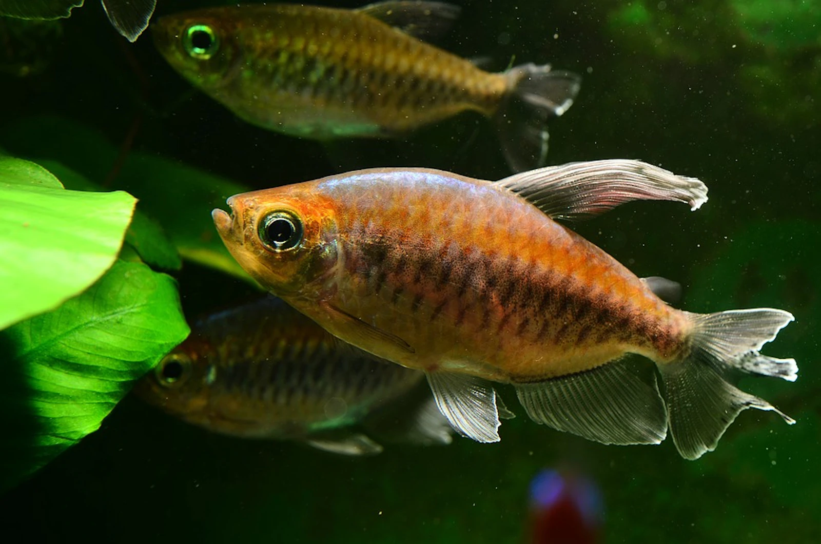 an orange fish