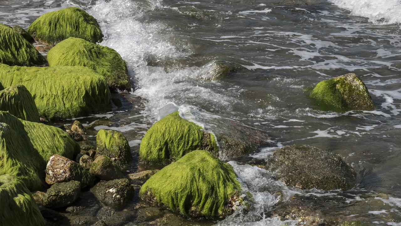 Algae 