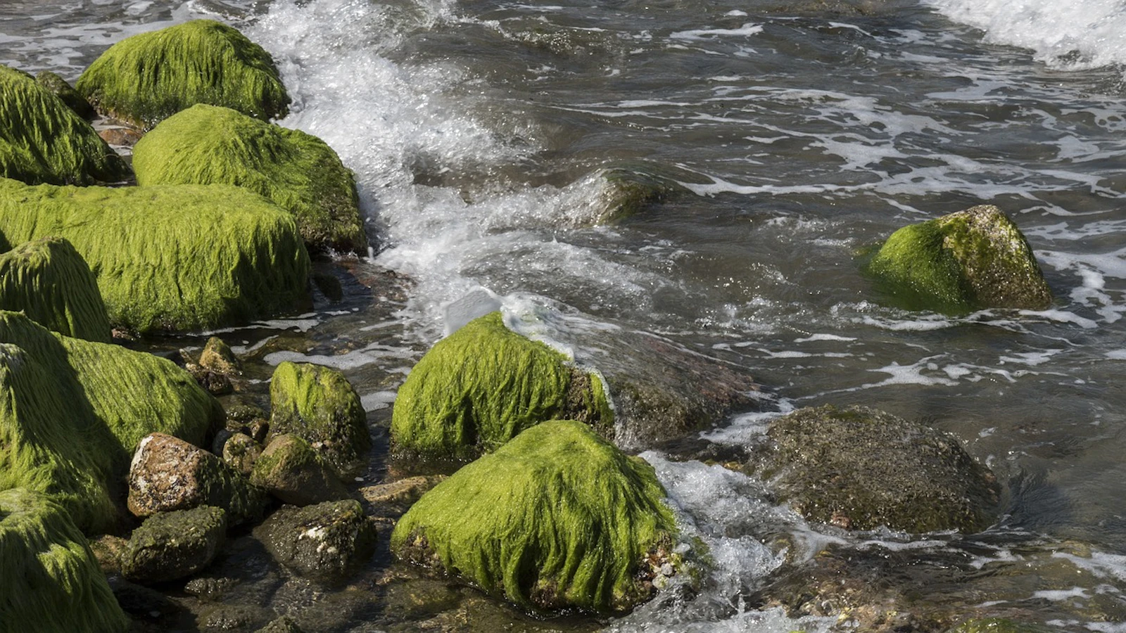 Algae 