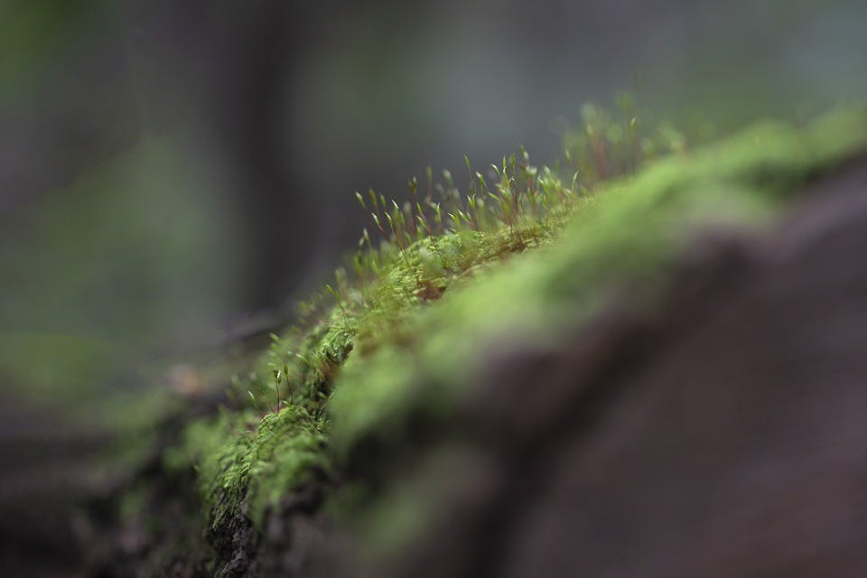 Green algae