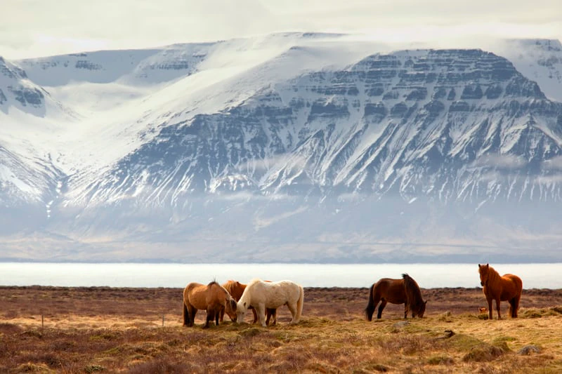 Horses in nature in Iceland and mountain in the back